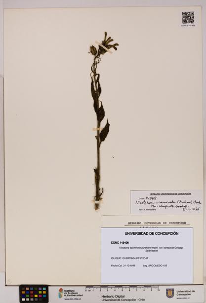 Nicotiana acuminata [Espécimen: UDEC:CONC:0143408]