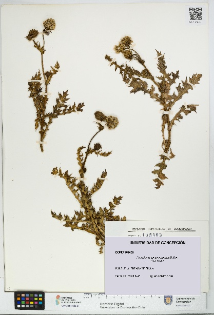 Polyachyrus sphaerocephalus [Espécimen: UDEC:CONC:0143409]