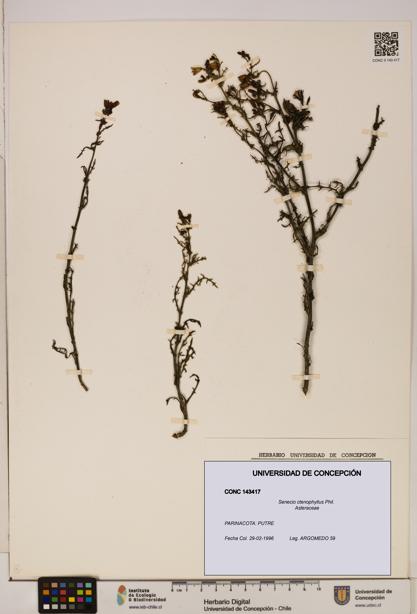 Senecio ctenophyllus [Espécimen: UDEC:CONC:0143417]