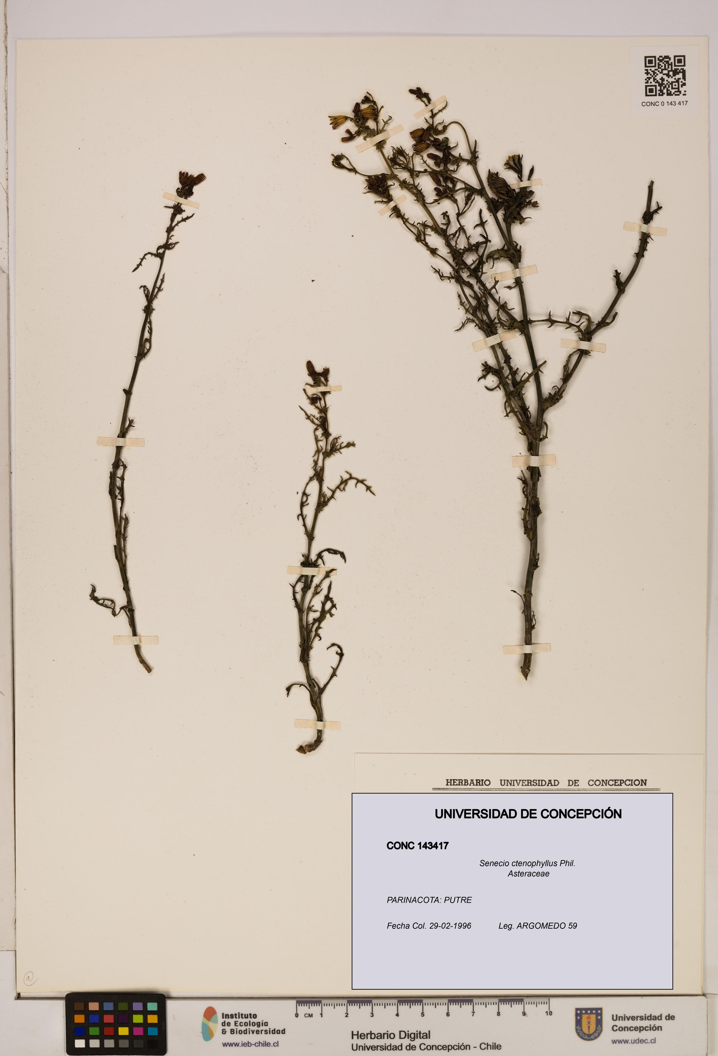 Senecio ctenophyllus [Espécimen: UDEC:CONC:0143417]