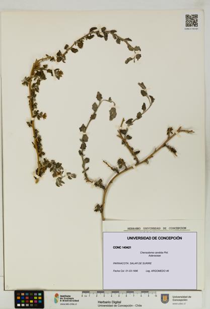 Chersodoma candida [Espécimen: UDEC:CONC:0143421]