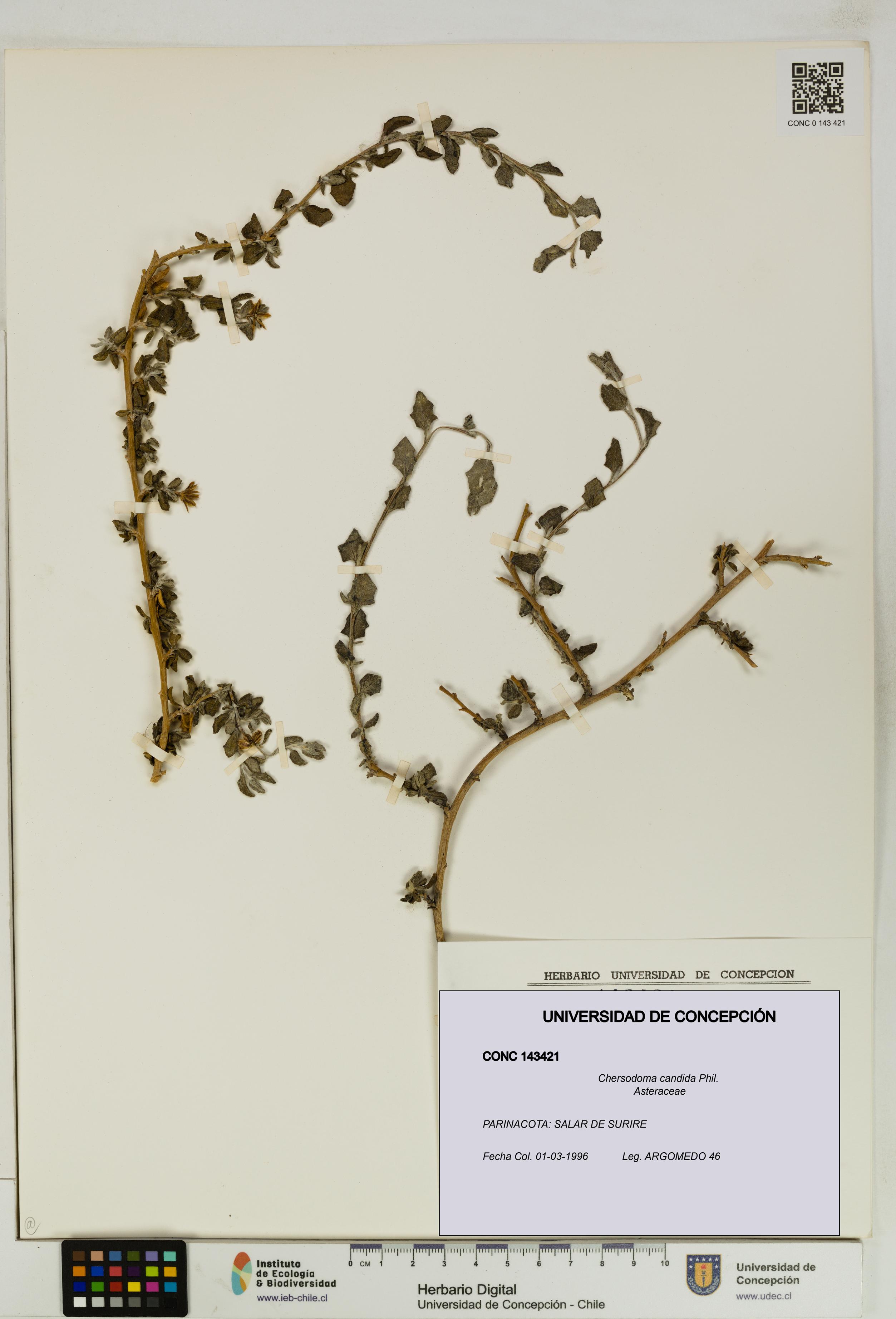 Chersodoma candida [Espécimen: UDEC:CONC:0143421]