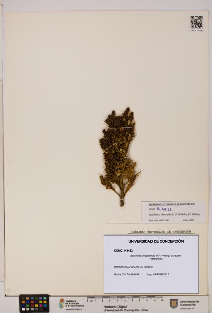 Baccharis chrysophylla [Espécimen: UDEC:CONC:0143422]