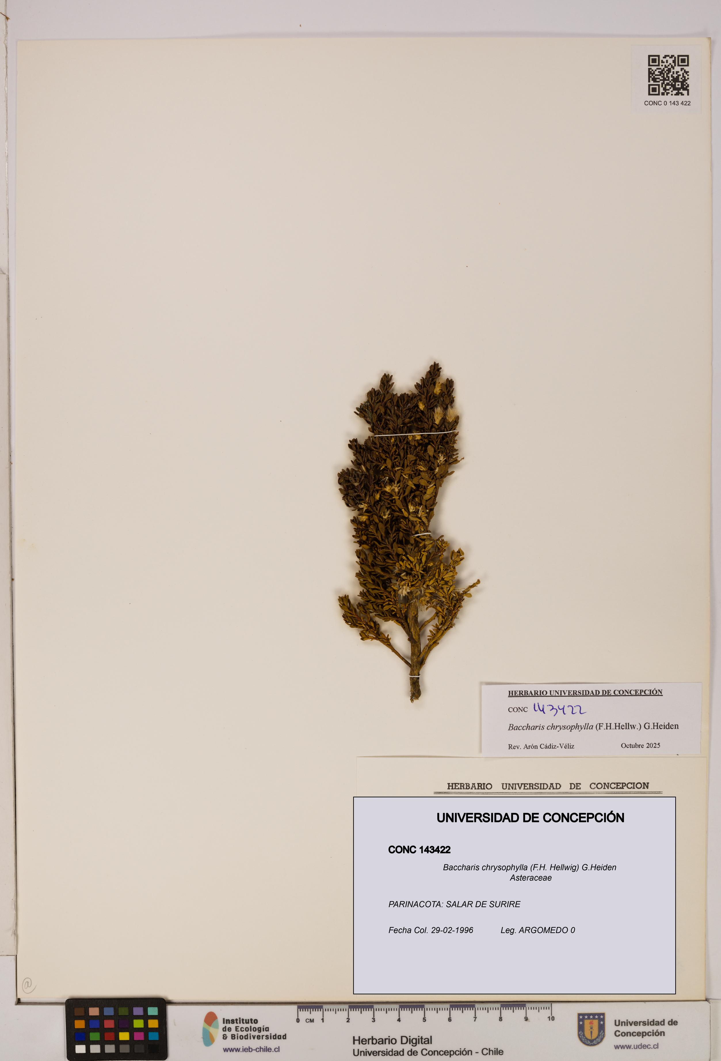 Baccharis chrysophylla [Espécimen: UDEC:CONC:0143422]