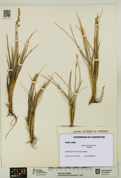 Festuca orthophylla [Espécimen: UDEC:CONC:0143426]