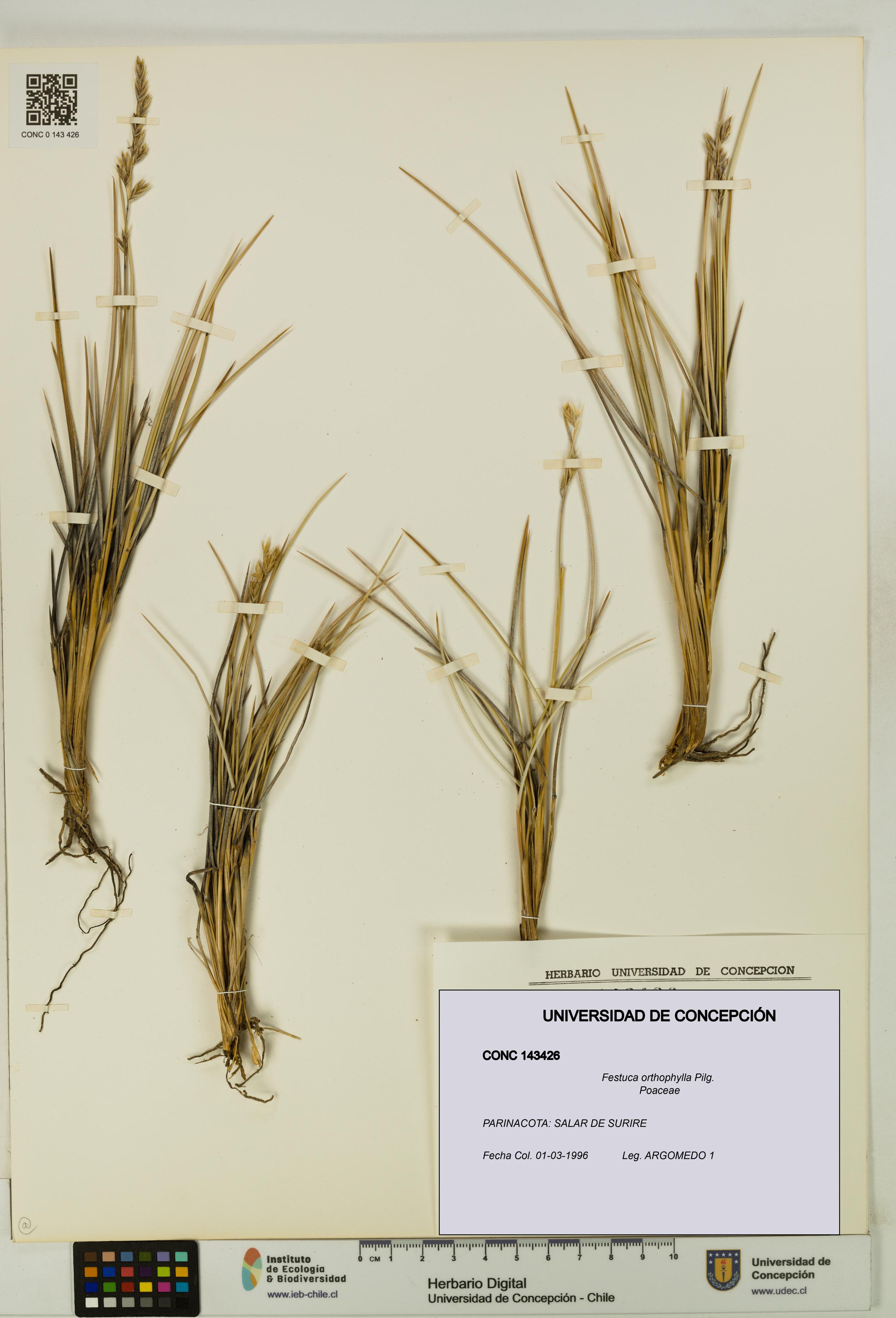 Festuca orthophylla [Espécimen: UDEC:CONC:0143426]