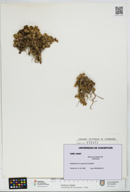 Werneria weddellii [Espécimen: UDEC:CONC:0143427]