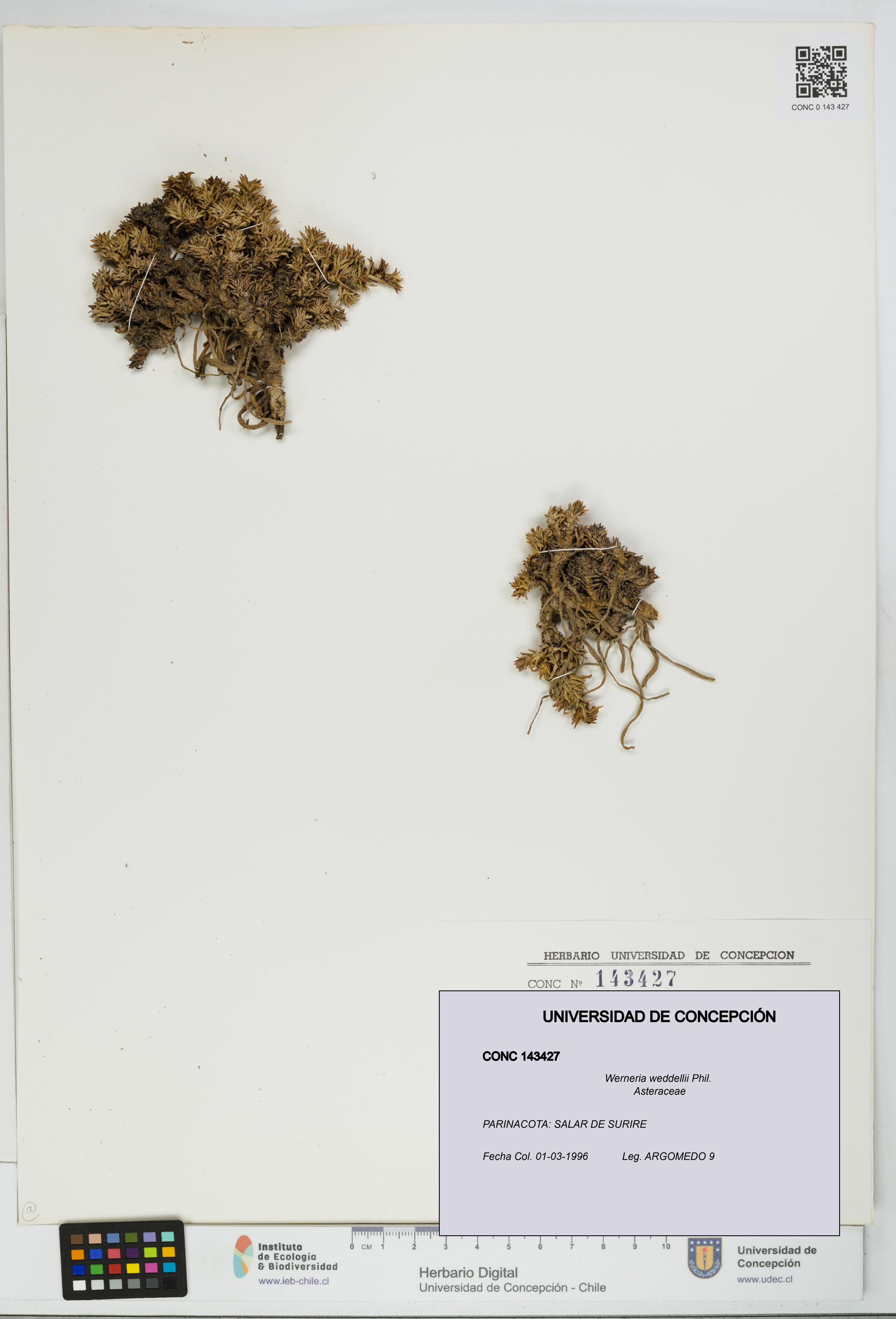 Werneria weddellii [Espécimen: UDEC:CONC:0143427]