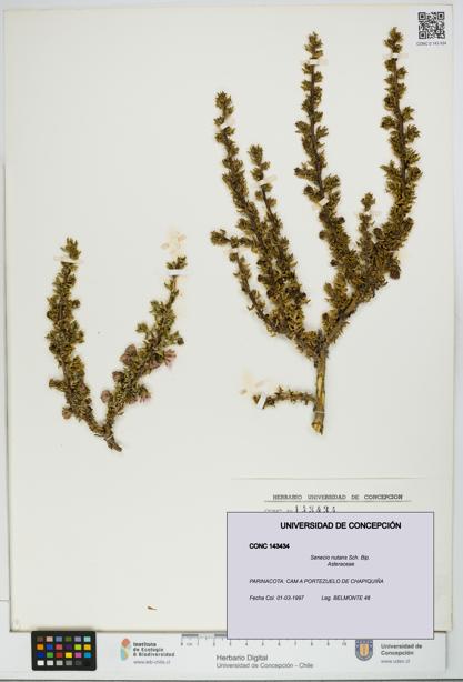 Senecio nutans [Espécimen: UDEC:CONC:0143434]