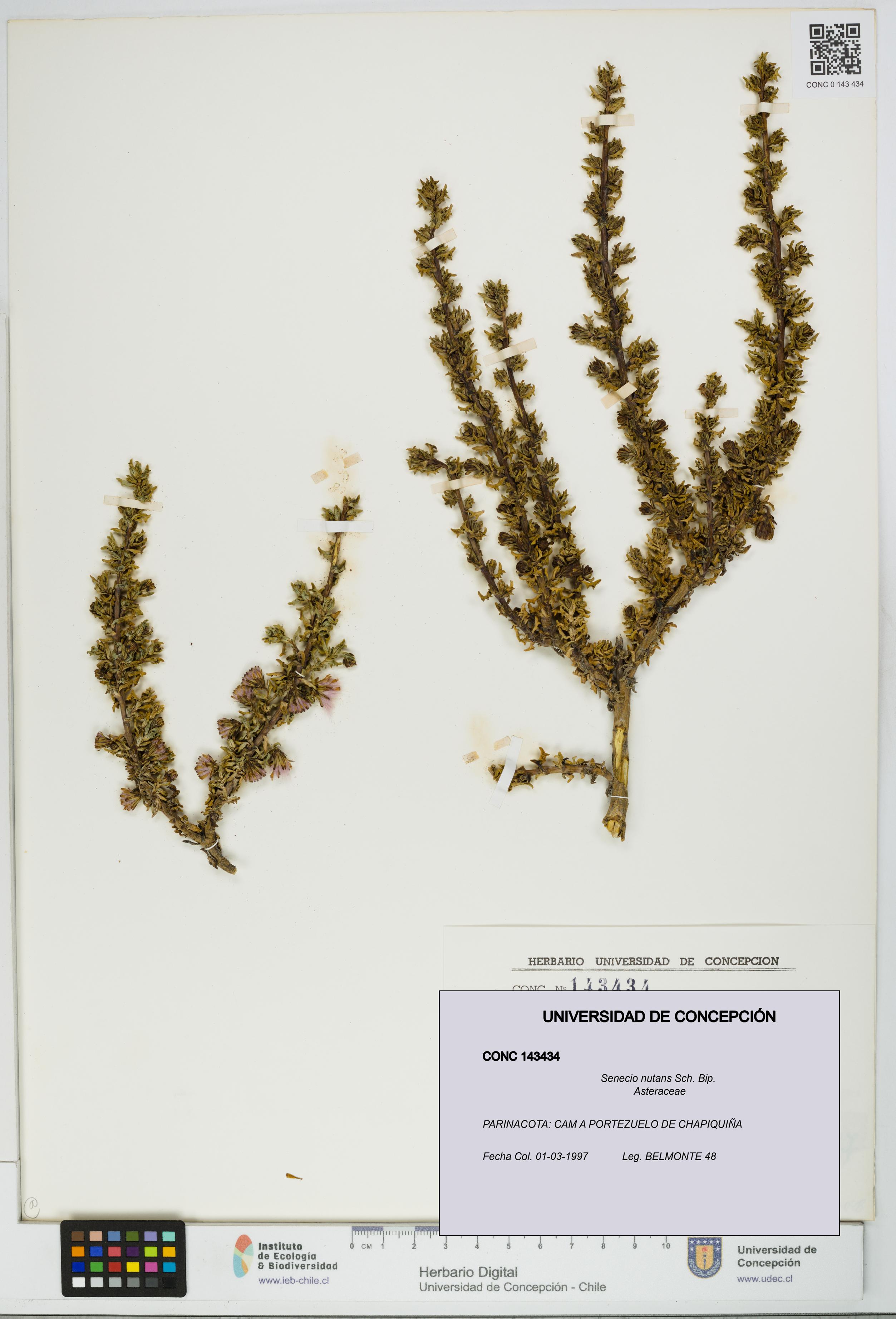 Senecio nutans [Espécimen: UDEC:CONC:0143434]