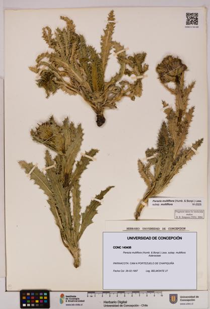 Perezia multiflora subsp. multiflora [Espécimen: UDEC:CONC:0143435]
