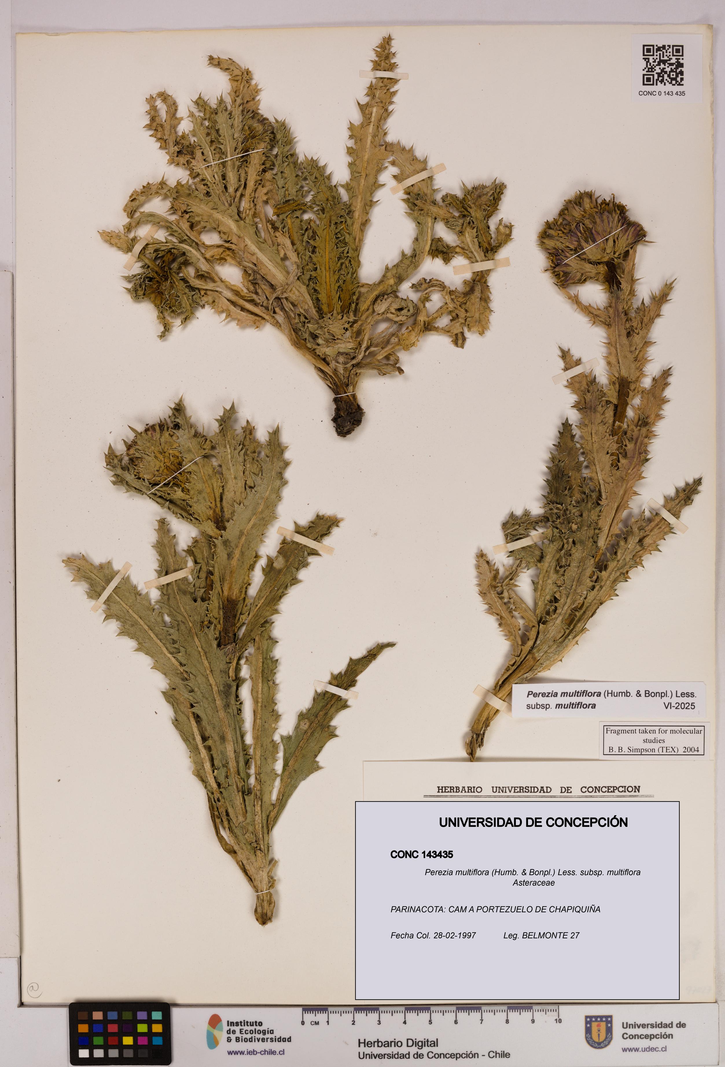 Perezia multiflora subsp. multiflora [Espécimen: UDEC:CONC:0143435]
