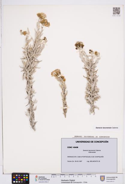 Senecio tacorensis [Espécimen: ]