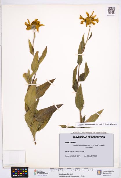 Aldama helianthoides [Espécimen: ]