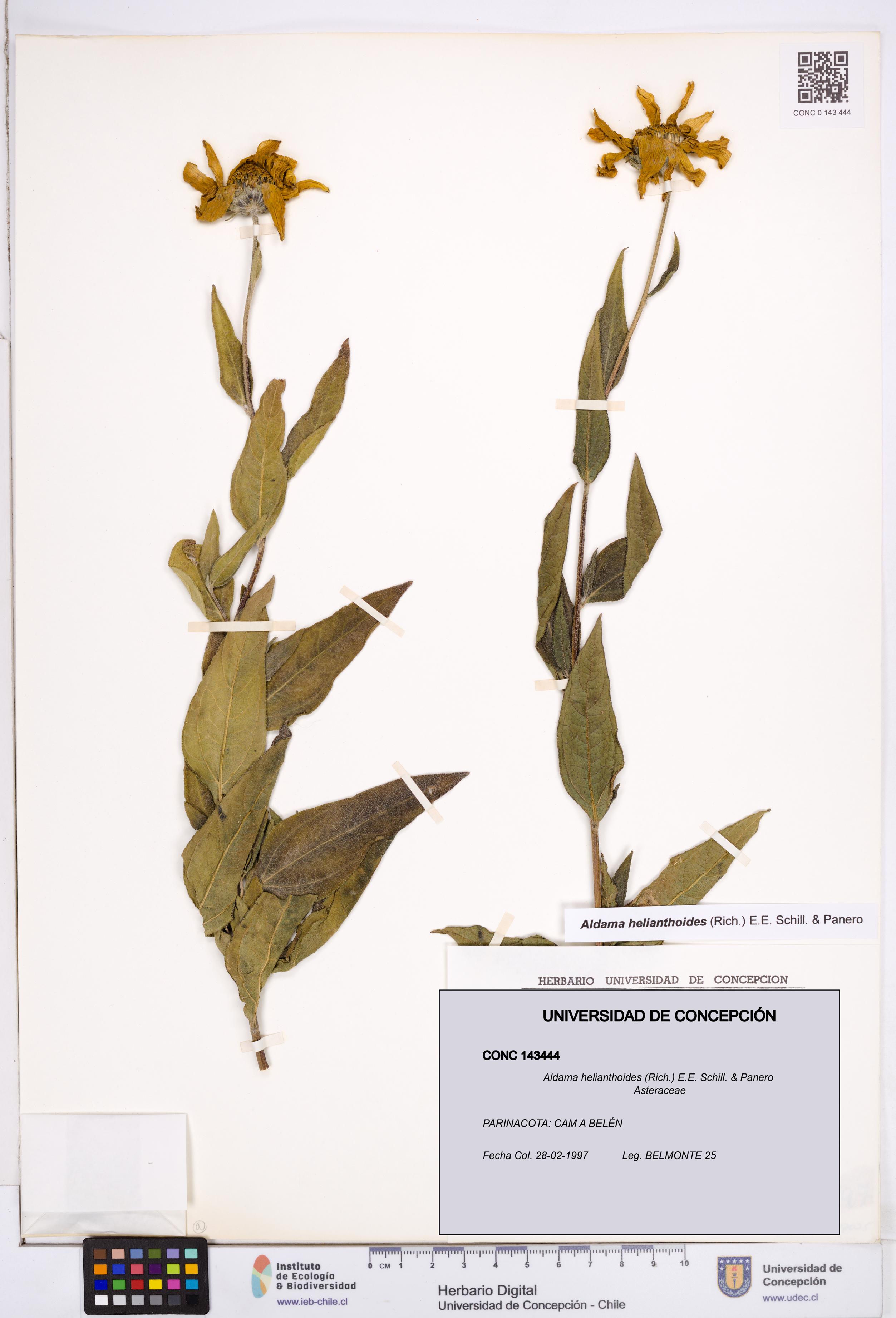 Aldama helianthoides [Espécimen: ]