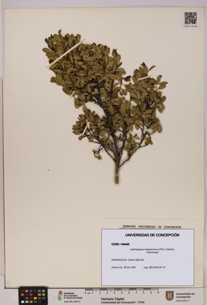 Lophopappus tarapacanus [Espécimen: UDEC:CONC:0143445]