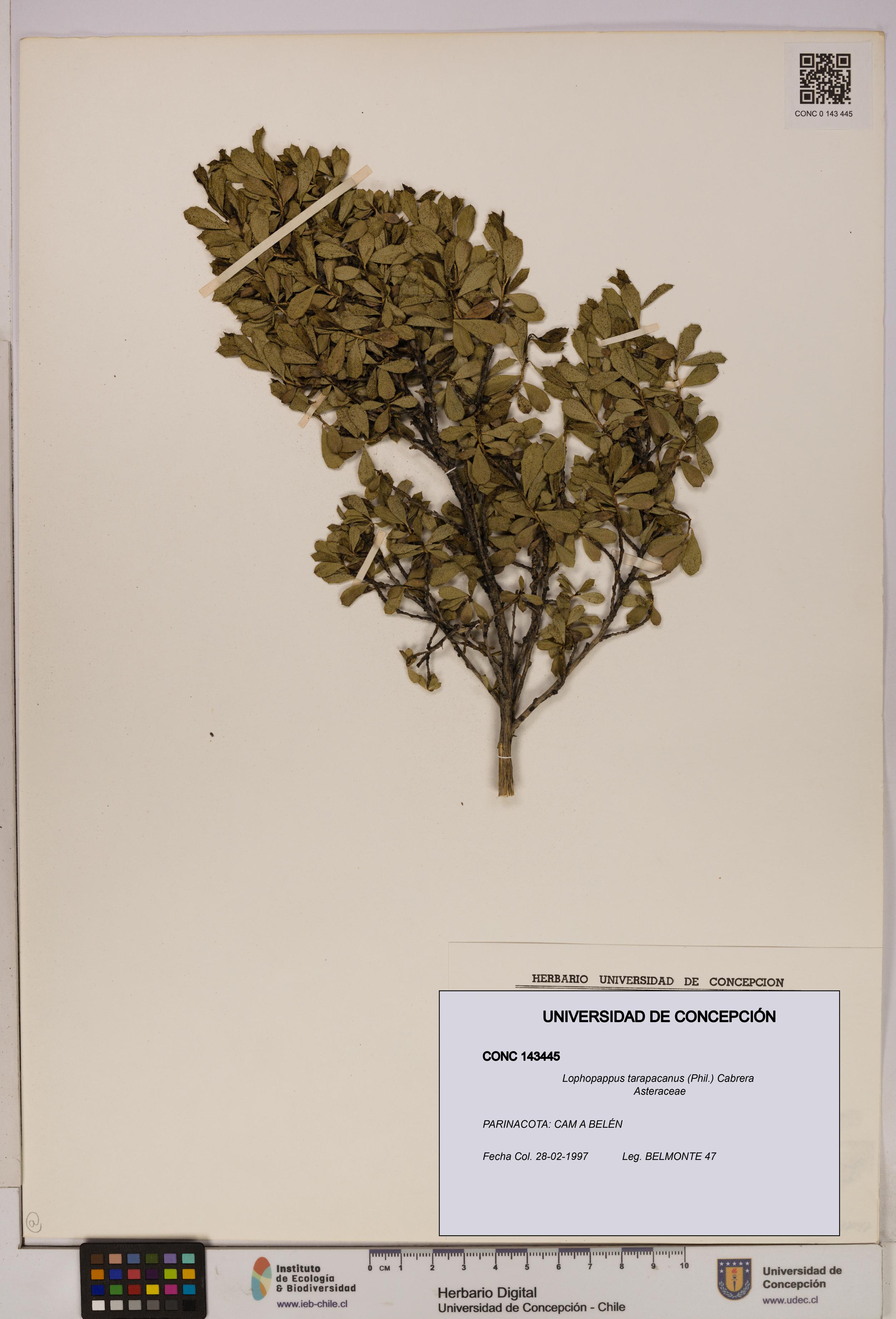 Lophopappus tarapacanus [Espécimen: UDEC:CONC:0143445]