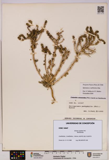 Silvaea capitata [Espécimen: UDEC:CONC:0143447]