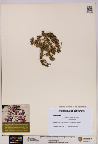 Portulaca philippii [Espécimen: UDEC:CONC:0143449]