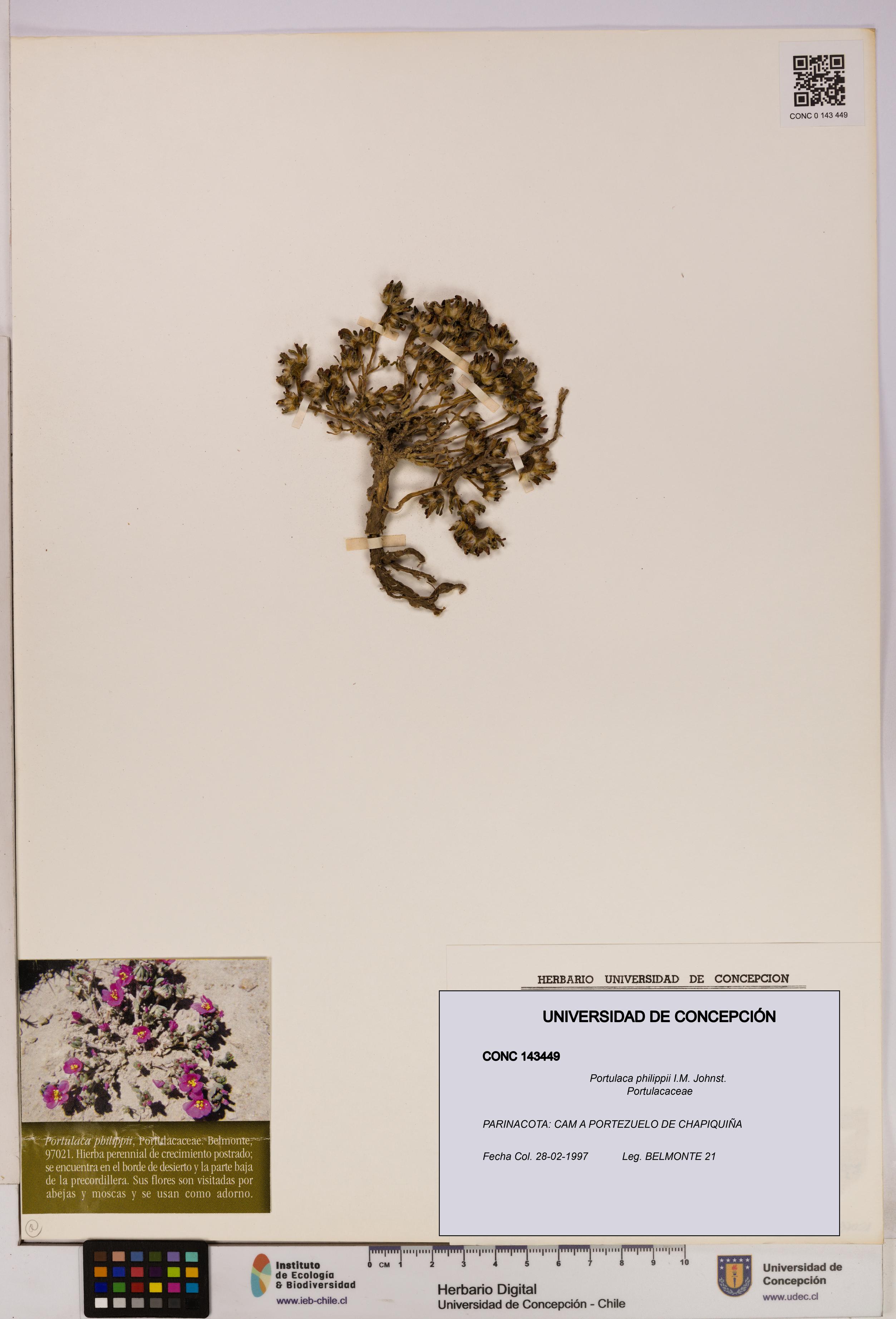 Portulaca philippii [Espécimen: UDEC:CONC:0143449]