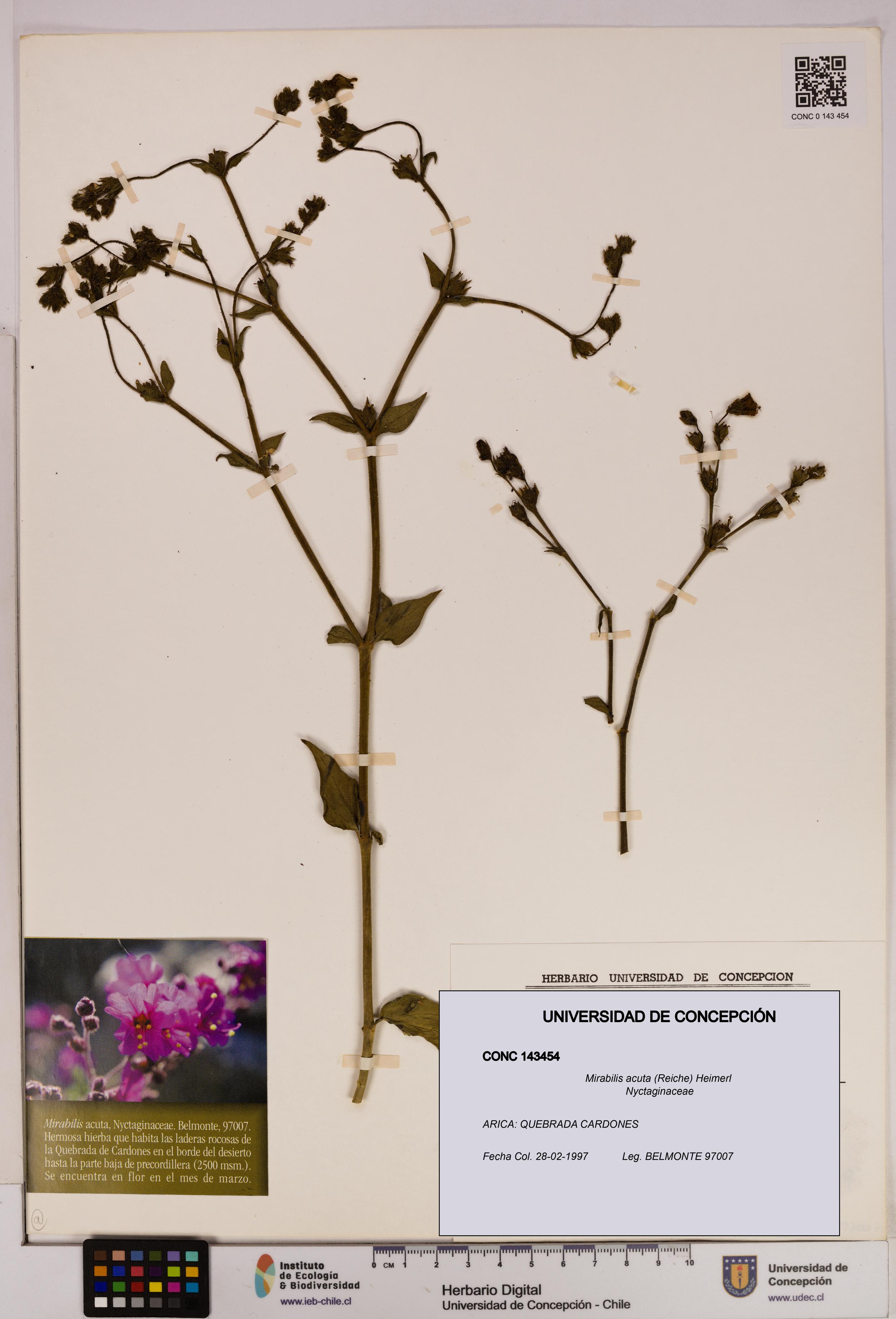 Mirabilis acuta [Espécimen: UDEC:CONC:0143454]