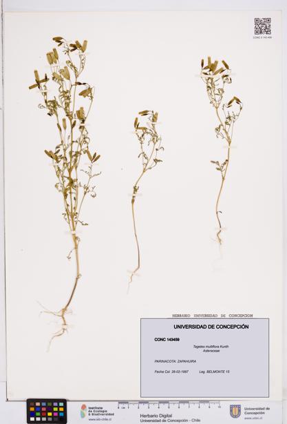 Tagetes multiflora [Espécimen: ]