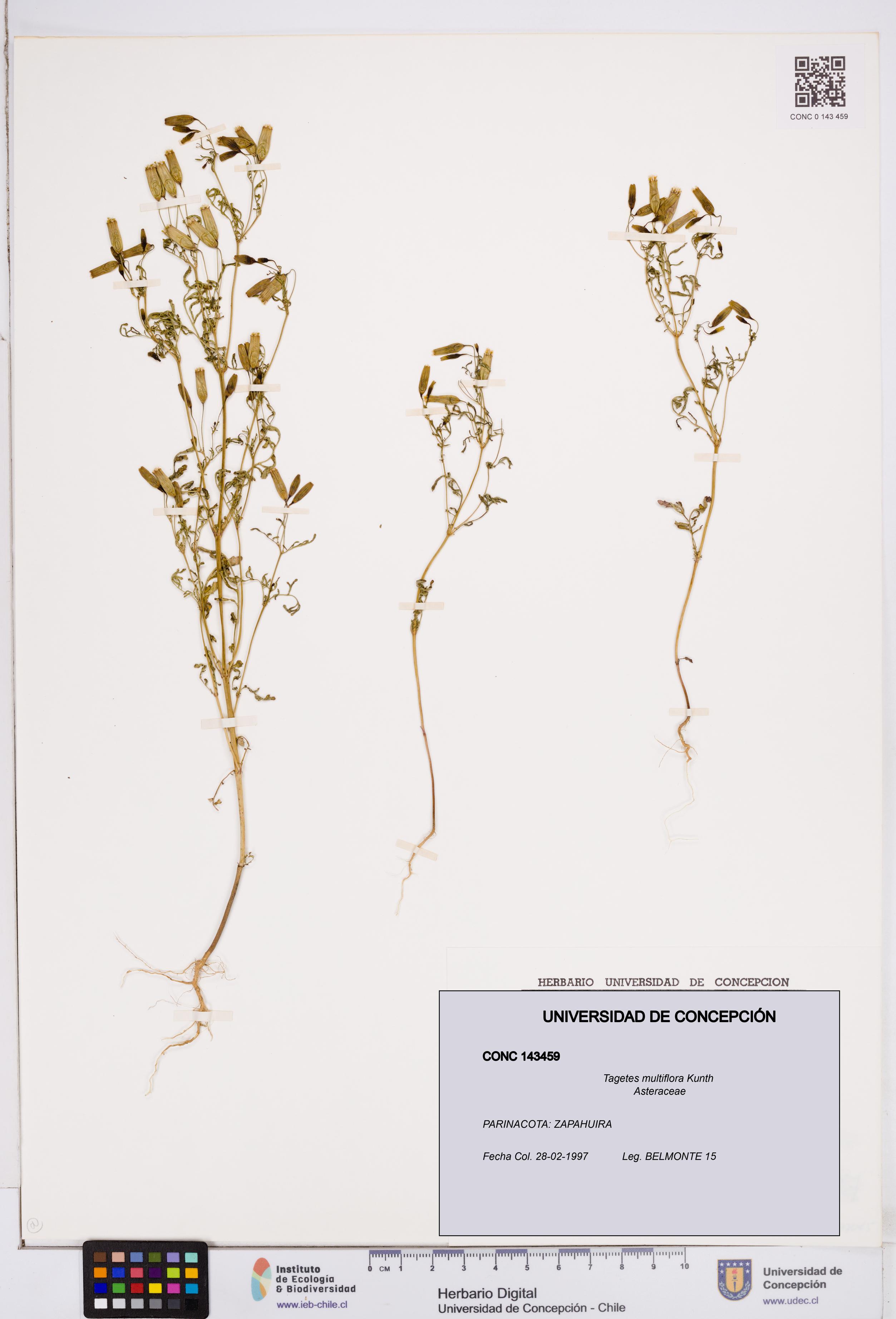 Tagetes multiflora [Espécimen: ]