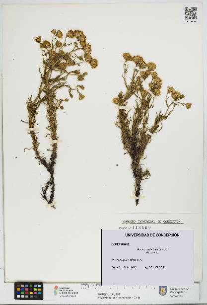 Senecio reicheanus [Espécimen: UDEC:CONC:0143462]