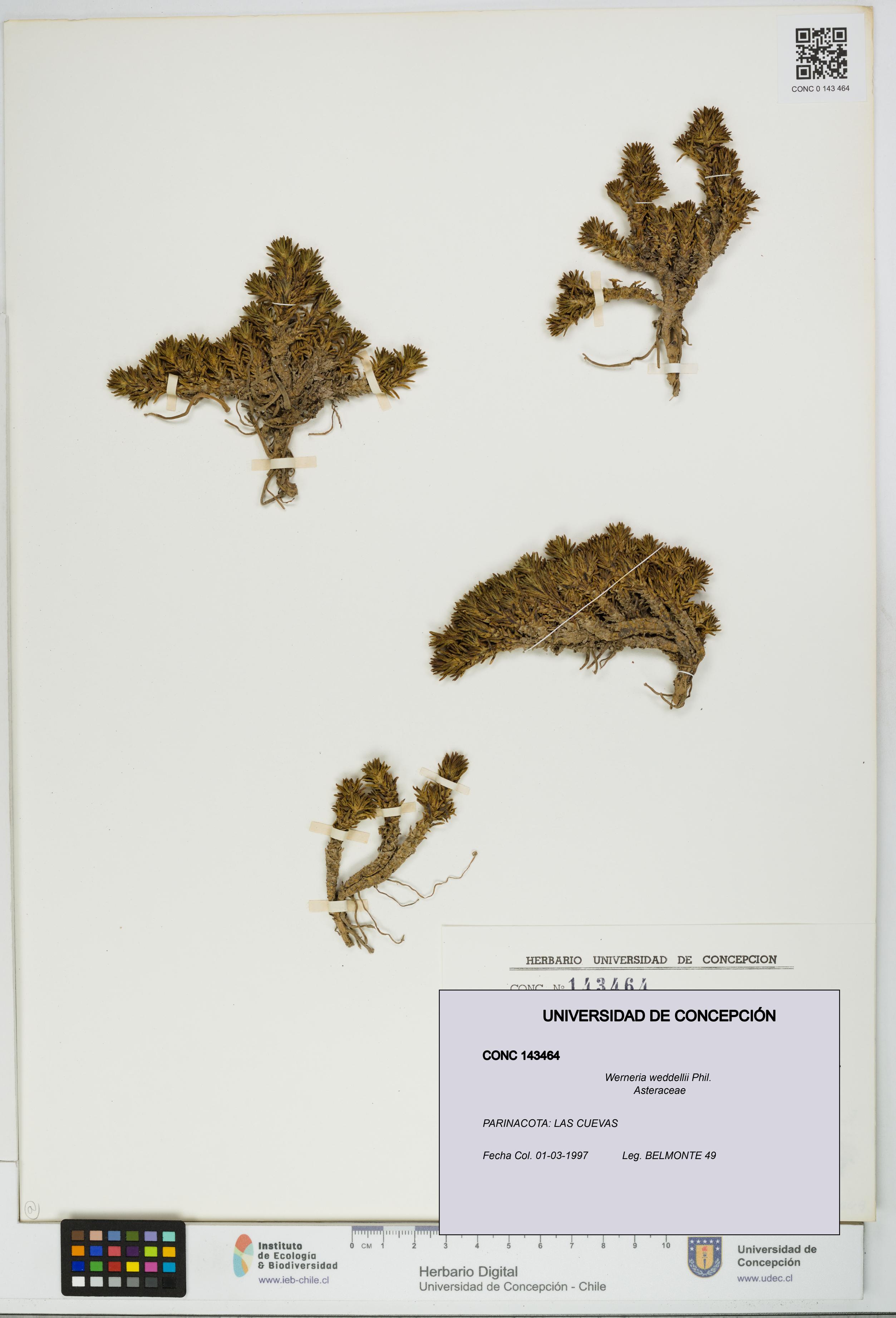 Werneria weddellii [Espécimen: UDEC:CONC:0143464]
