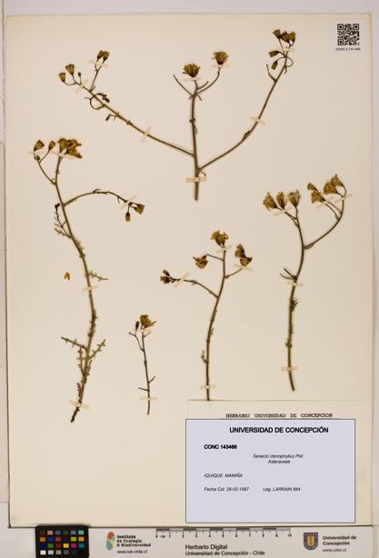 Senecio ctenophyllus [Espécimen: UDEC:CONC:0143466]