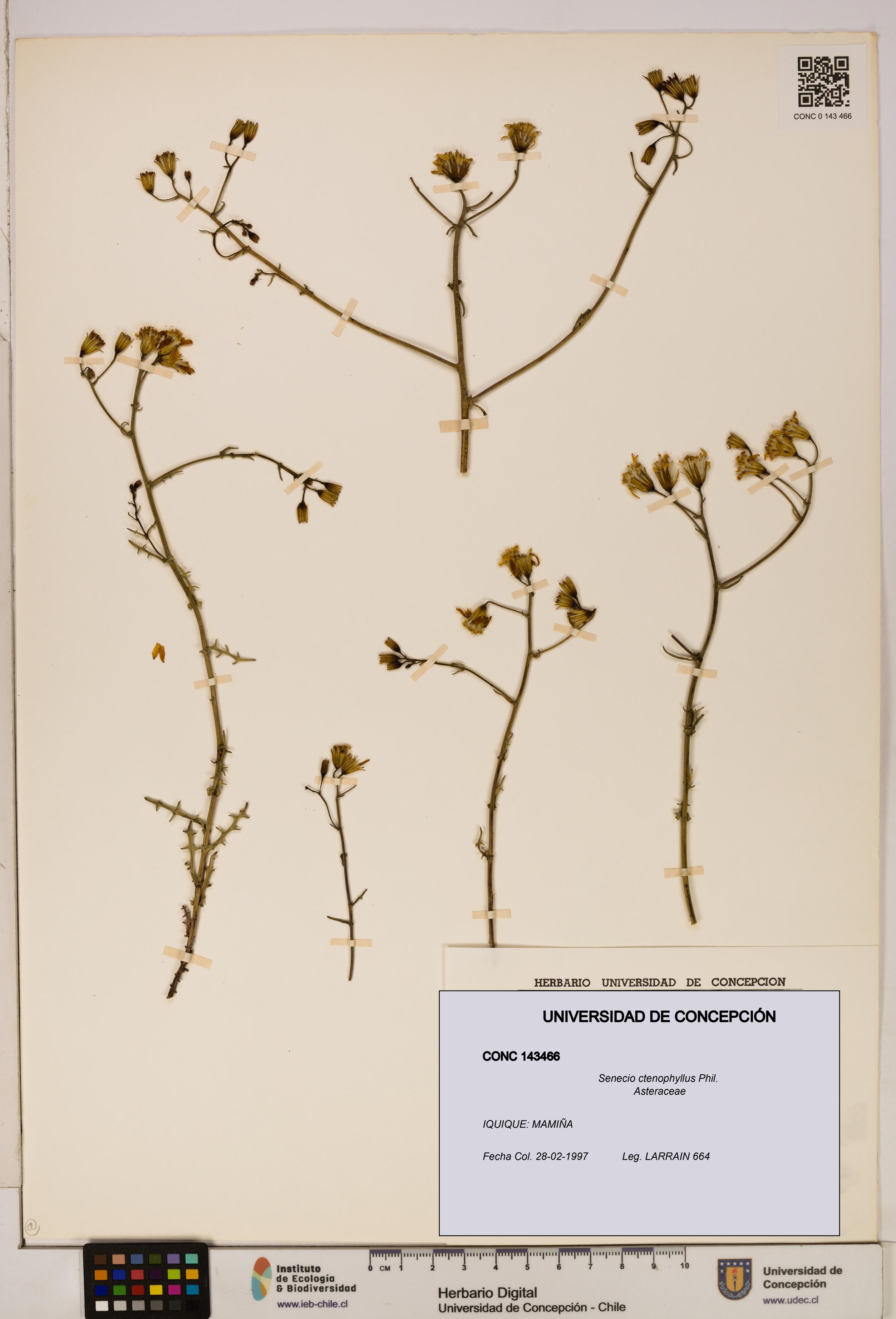 Senecio ctenophyllus [Espécimen: UDEC:CONC:0143466]