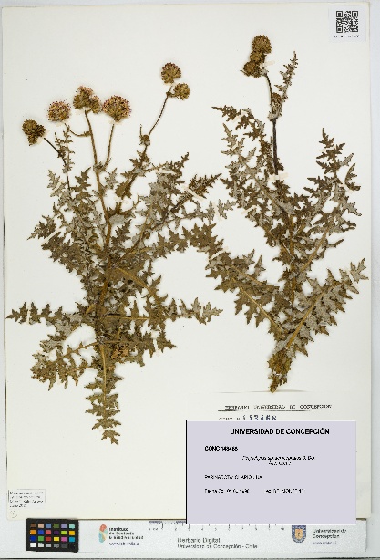 Polyachyrus sphaerocephalus [Espécimen: UDEC:CONC:0143468]