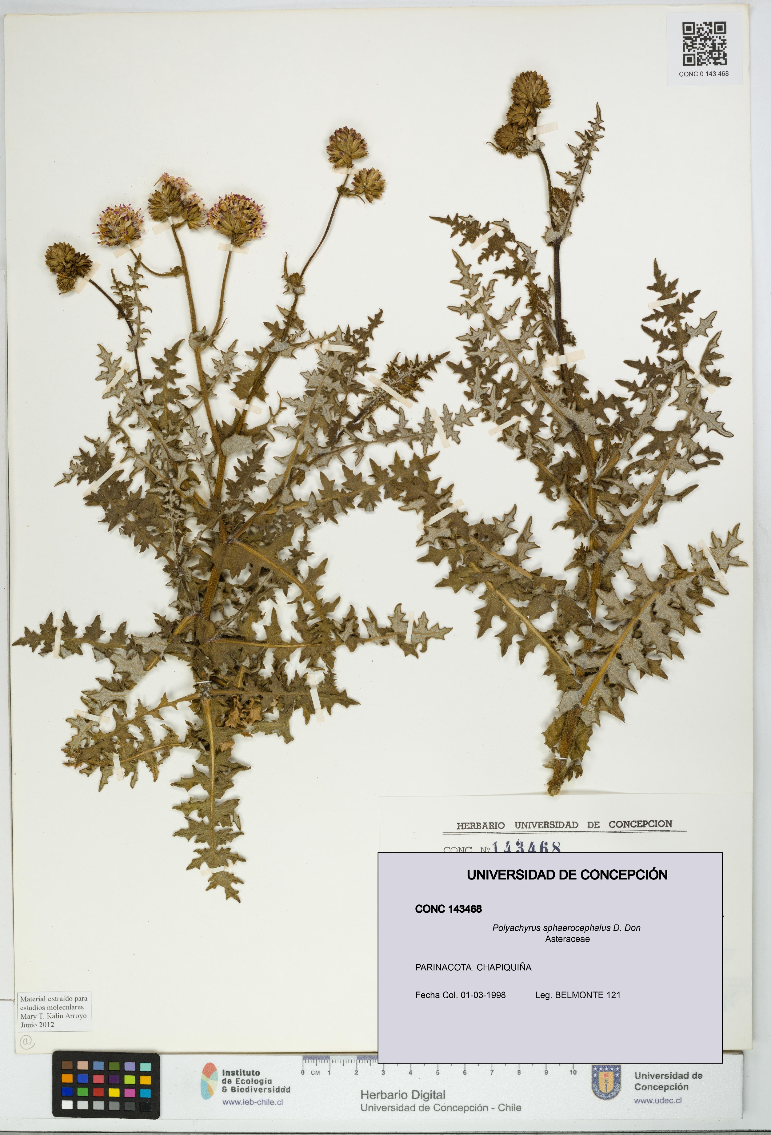Polyachyrus sphaerocephalus [Espécimen: UDEC:CONC:0143468]