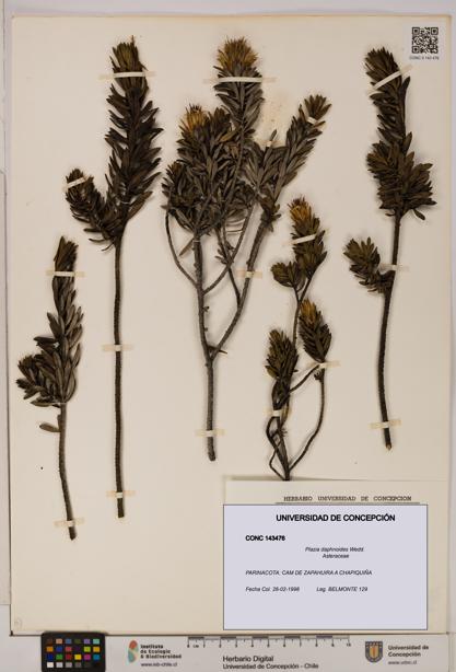 Plazia daphnoides [Espécimen: UDEC:CONC:0143476]