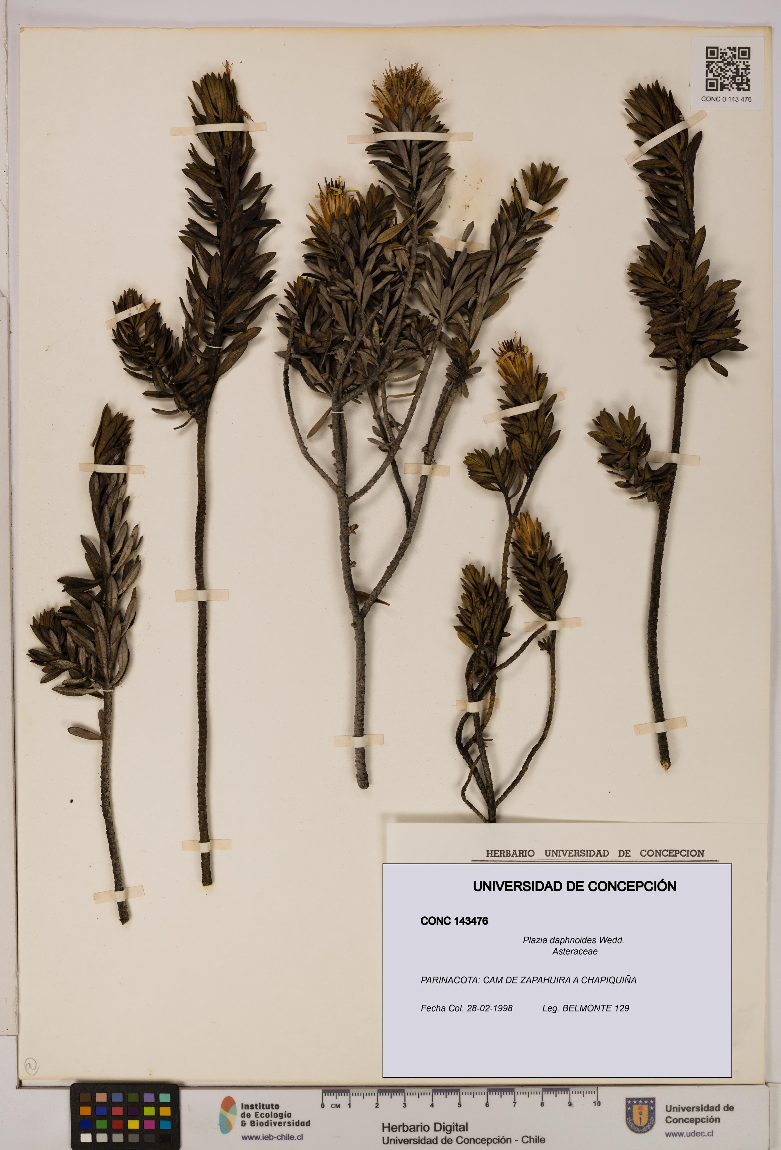 Plazia daphnoides [Espécimen: UDEC:CONC:0143476]