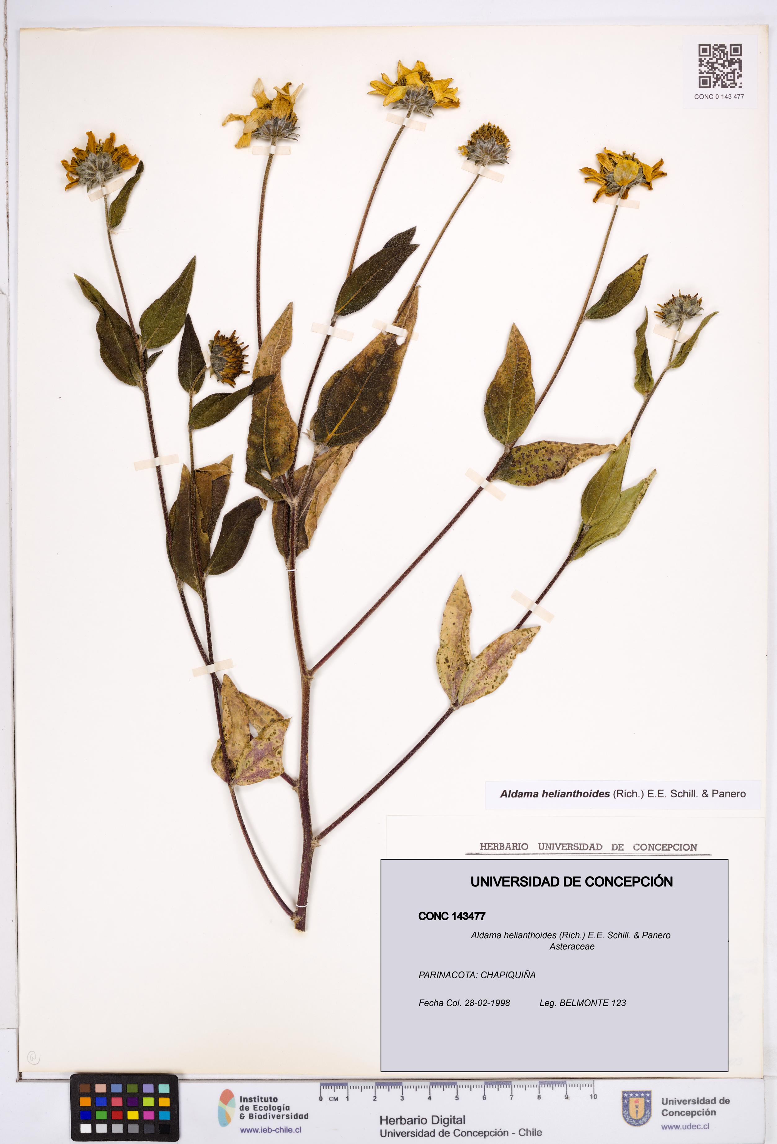 Aldama helianthoides [Espécimen: ]