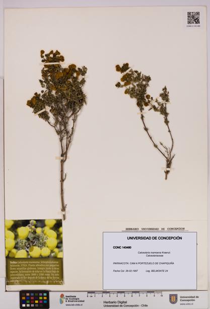 Calceolaria inamoena [Espécimen: UDEC:CONC:0143480]