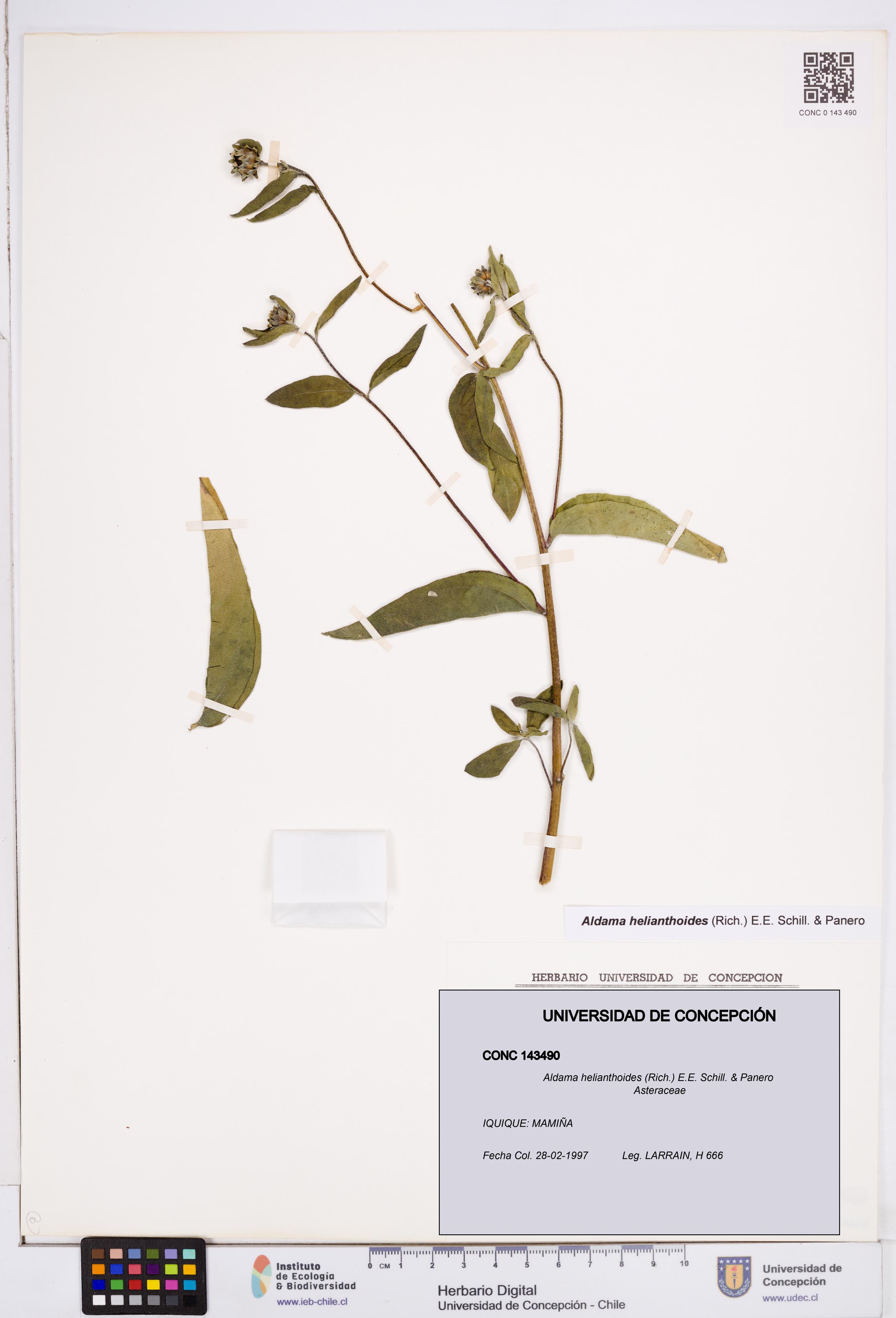 Aldama helianthoides [Espécimen: ]