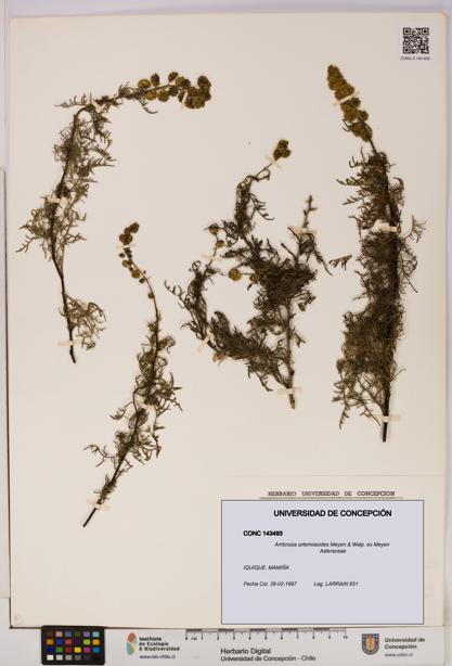 Ambrosia artemisioides [Espécimen: UDEC:CONC:0143493]