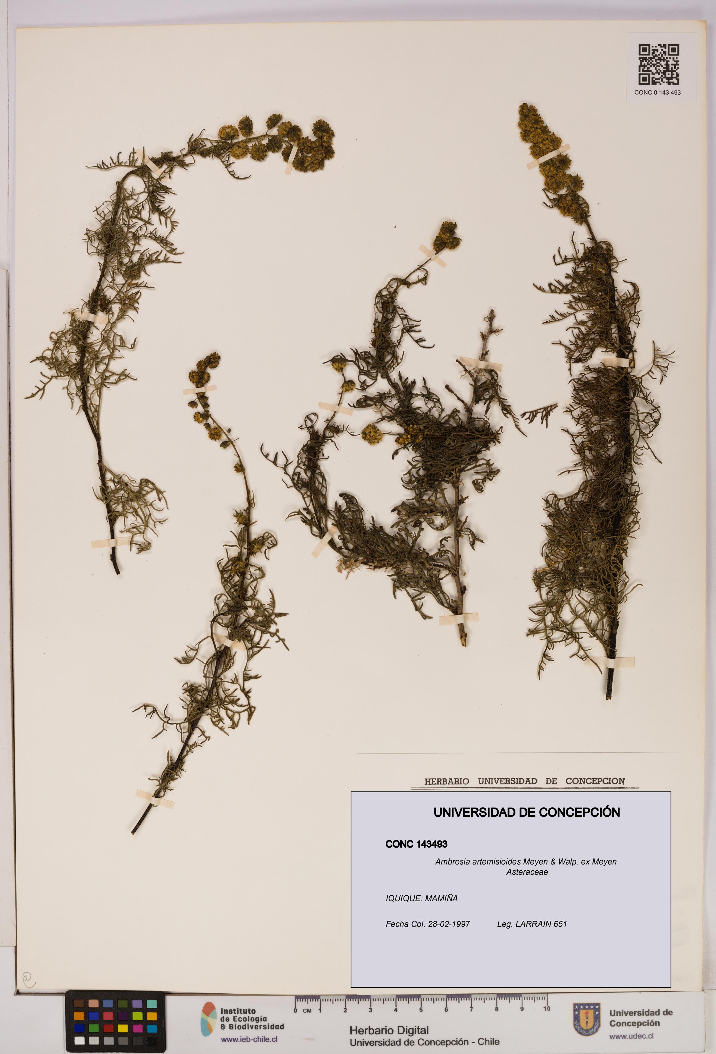 Ambrosia artemisioides [Espécimen: UDEC:CONC:0143493]