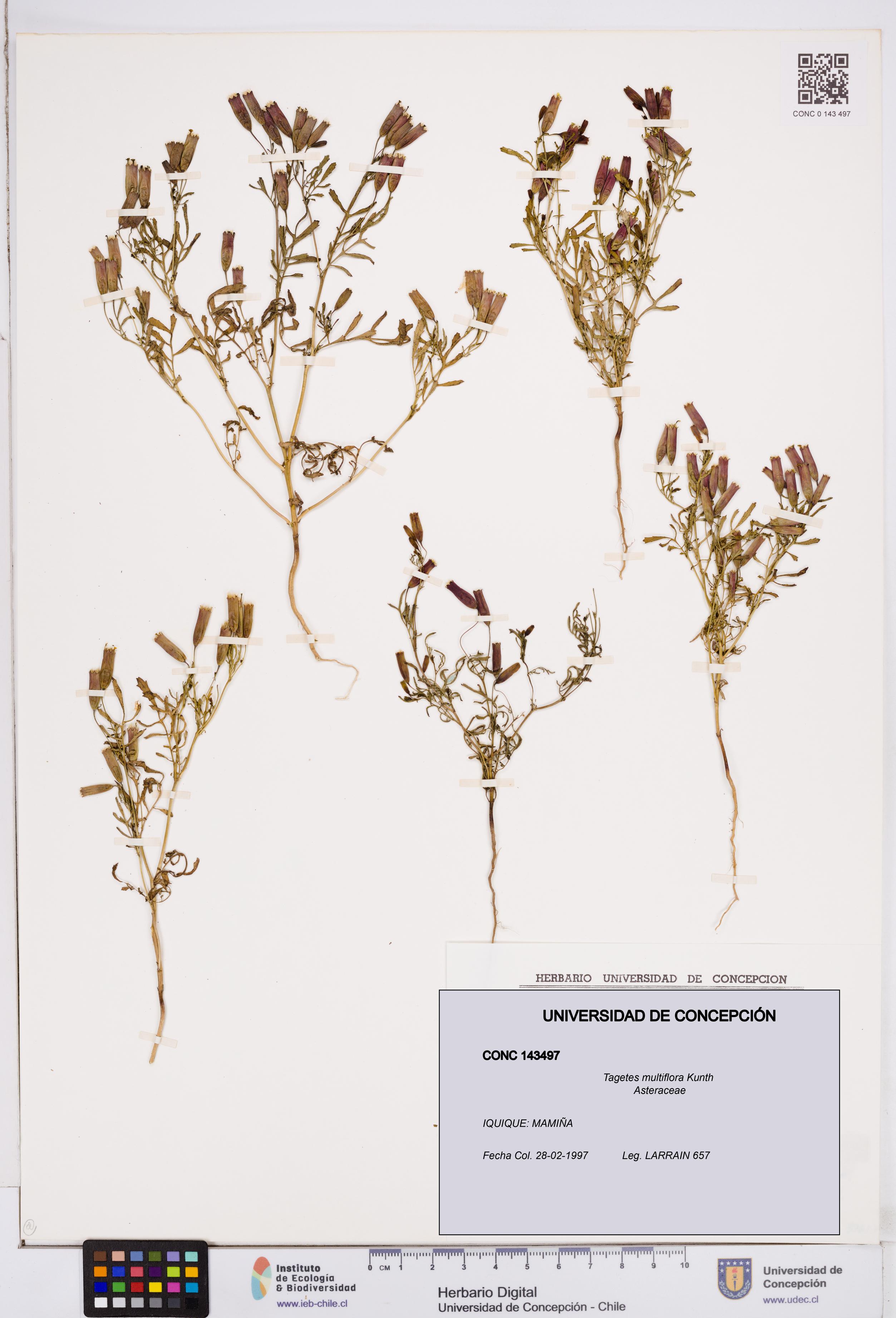 Tagetes multiflora [Espécimen: ]