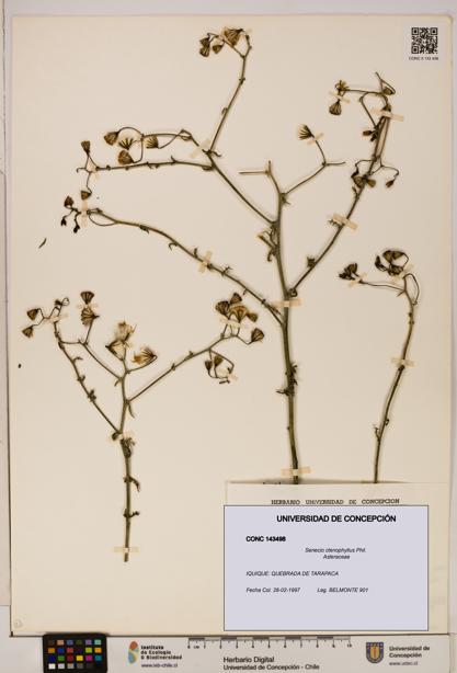 Senecio ctenophyllus [Espécimen: UDEC:CONC:0143498]