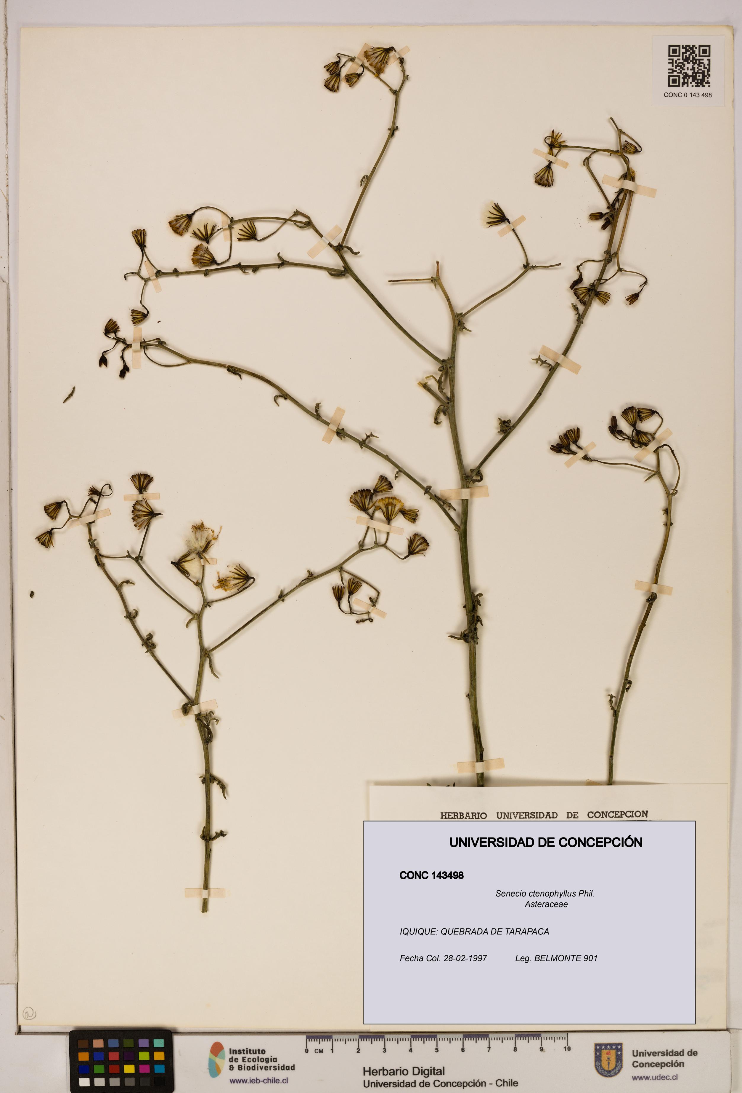 Senecio ctenophyllus [Espécimen: UDEC:CONC:0143498]
