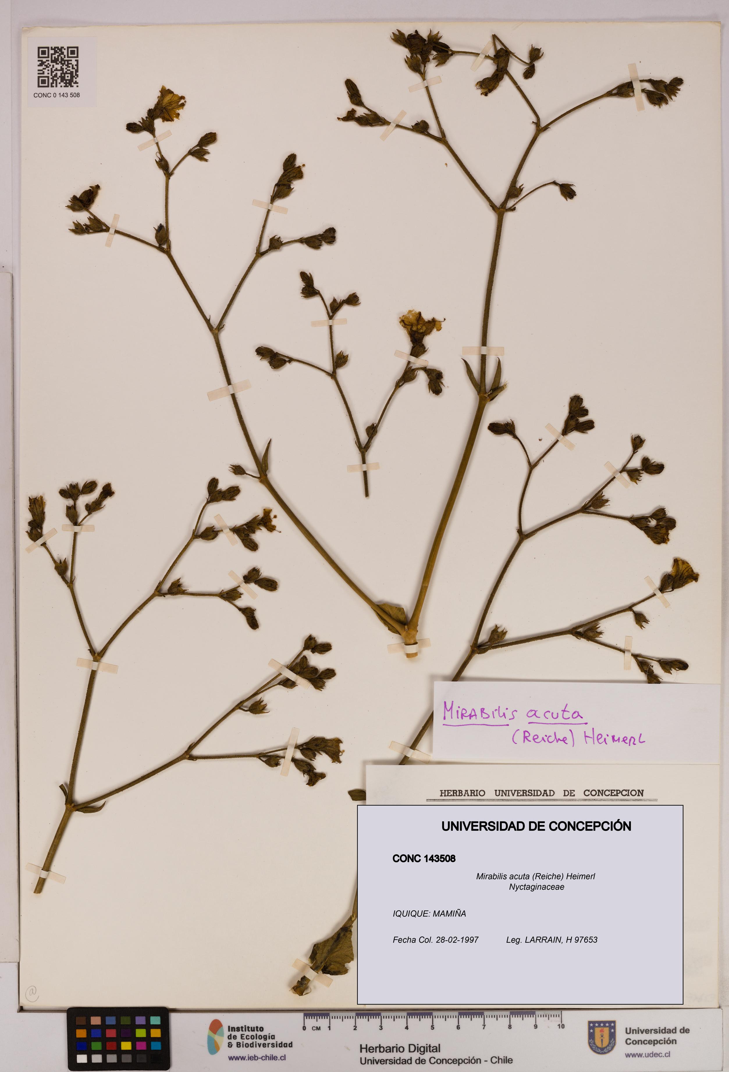 Mirabilis acuta [Espécimen: UDEC:CONC:0143508]