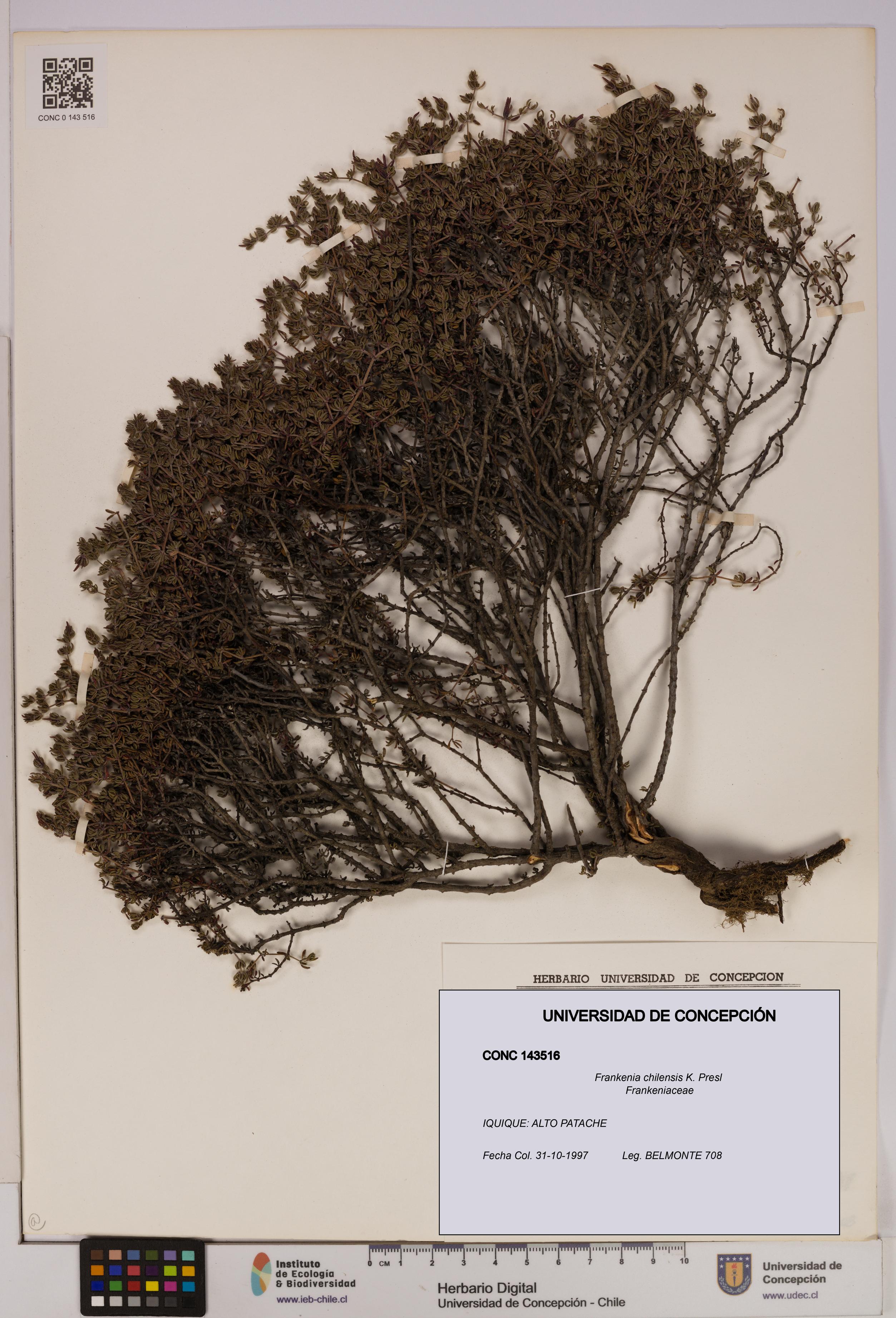 Frankenia chilensis [Espécimen: UDEC:CONC:0143516]
