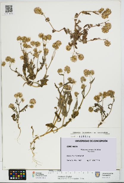 Polyachyrus annuus [Espécimen: UDEC:CONC:0143518]