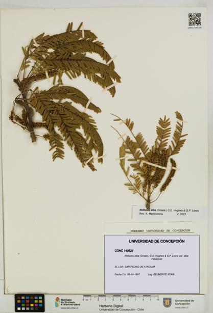 Neltuma alba var. alba [Espécimen: UDEC:CONC:0143520]
