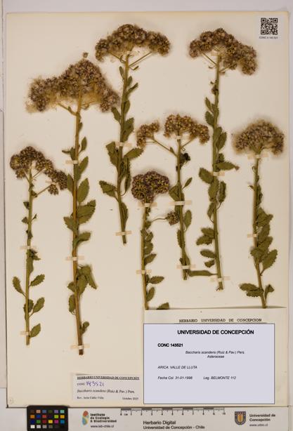 Baccharis scandens [Espécimen: UDEC:CONC:0143521]