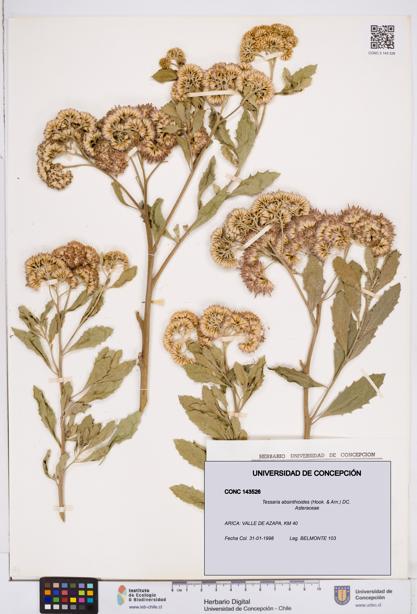 Tessaria absinthioides [Espécimen: ]