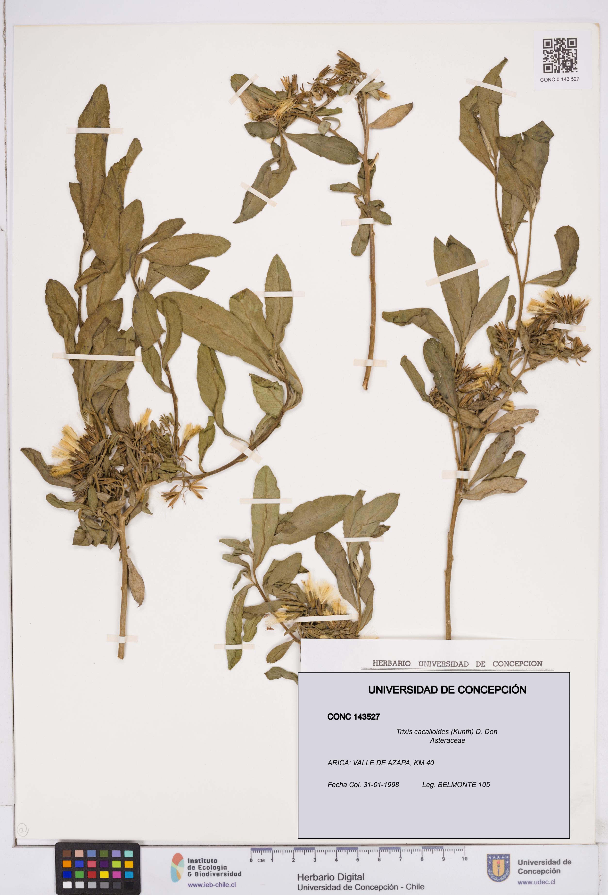 Trixis cacalioides [Espécimen: ]